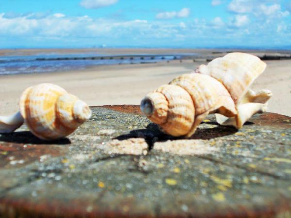 Sea shells on the sea shore