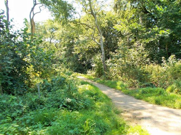 Woodland path