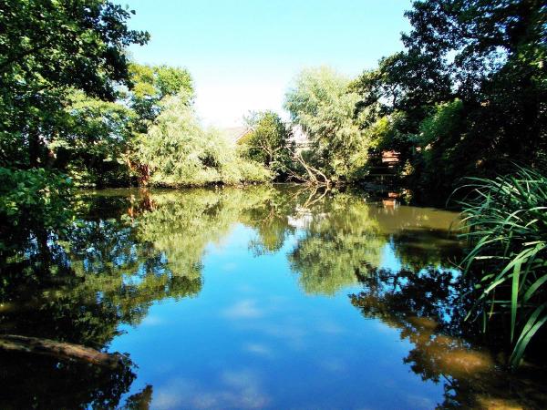 Magic Mirror in the Wood